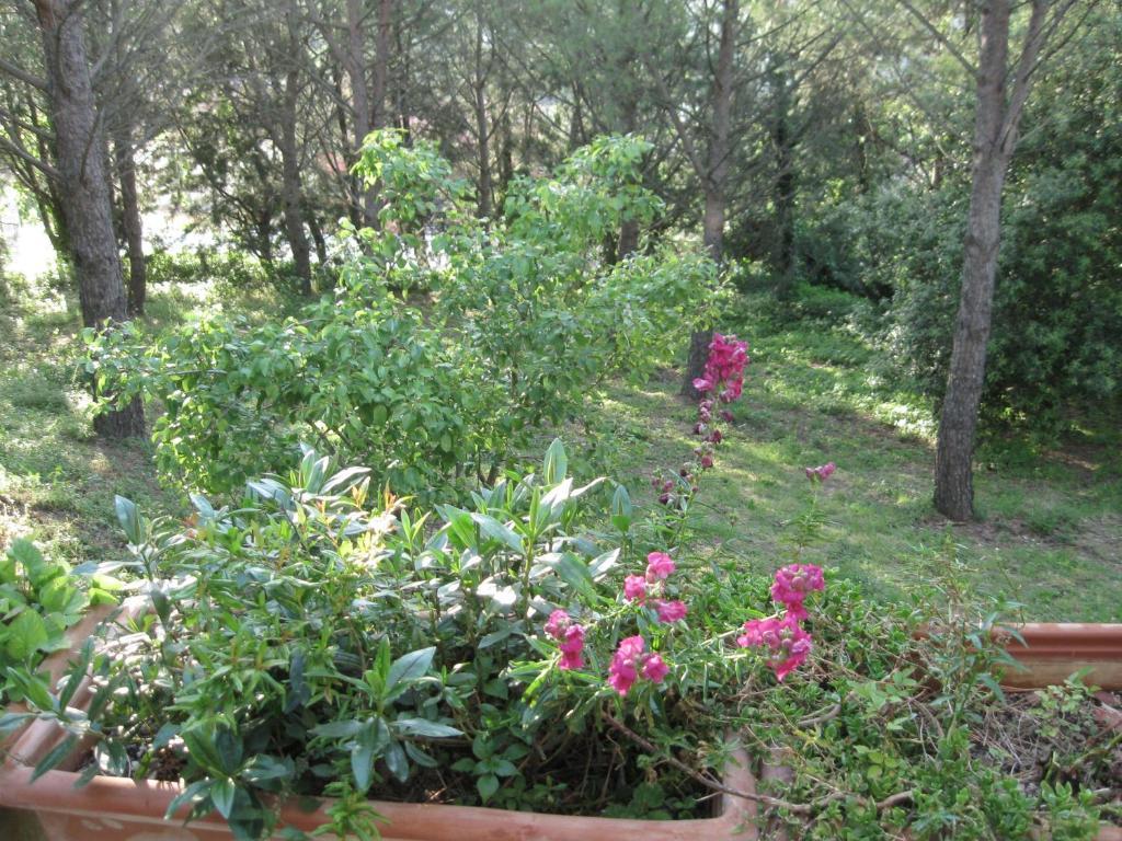 Bed and Breakfast La Biocca Poggio Murella Exterior foto